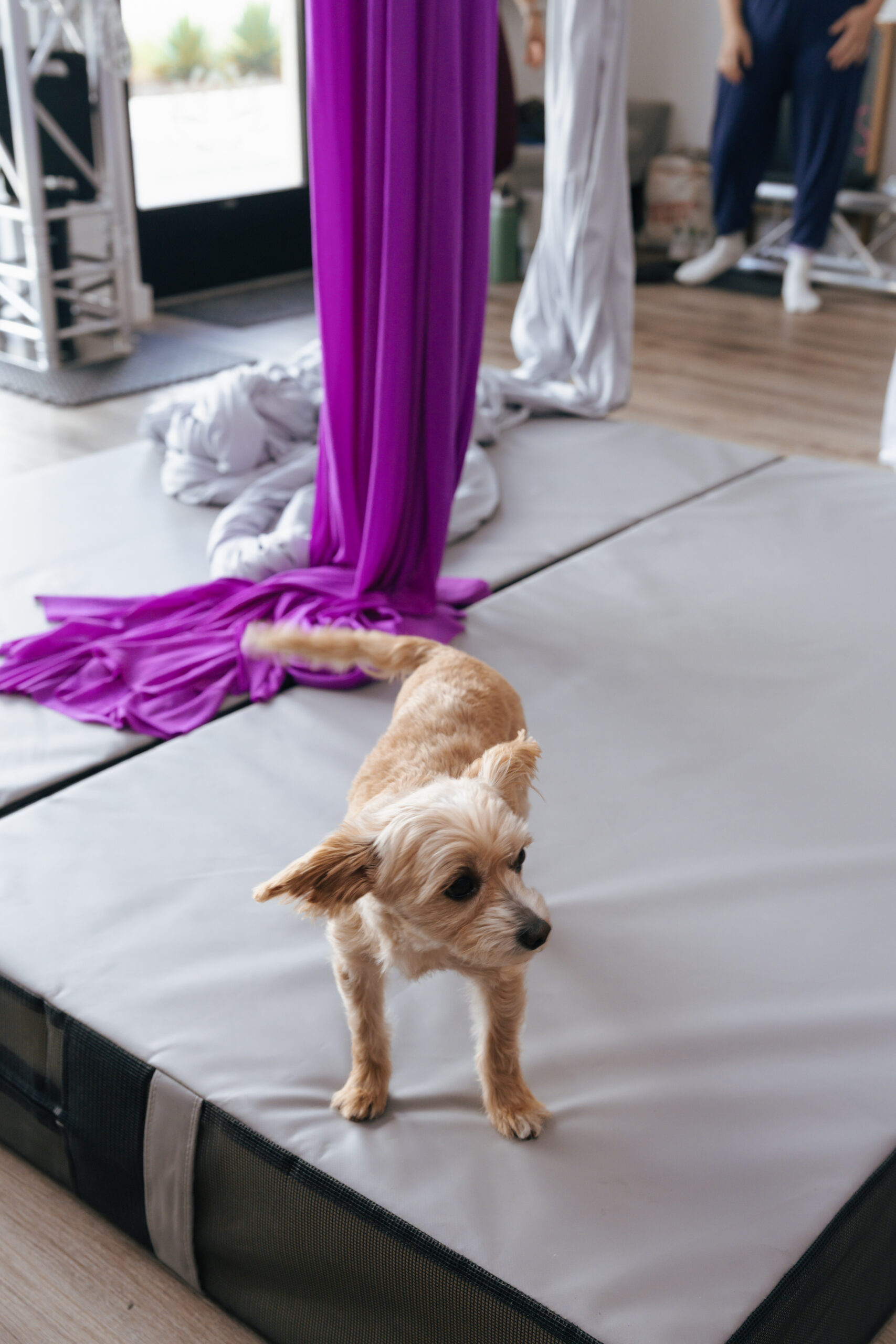 Sheila the studio pup at Aer Pilates